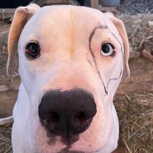 Meet your Posher, Steven